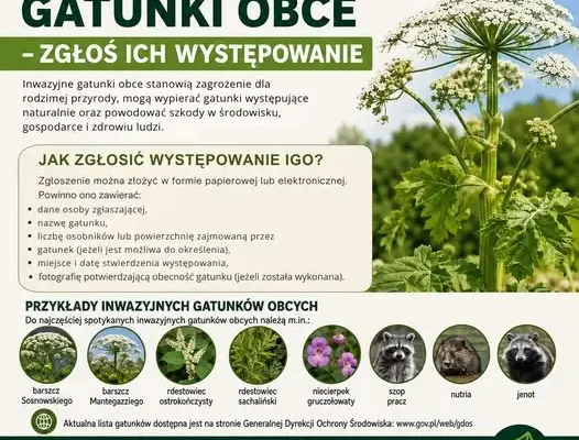 Inwazyjne gatunki obce w gminie Dygowo – zgłoś ich występowanie