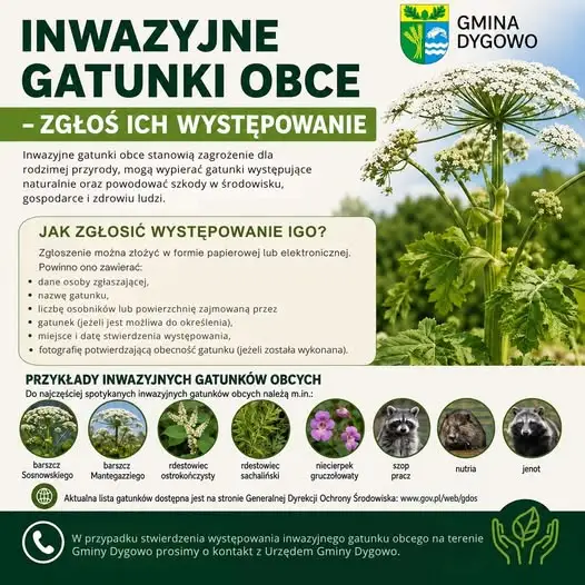 Inwazyjne gatunki obce w gminie Dygowo – zgłoś ich występowanie