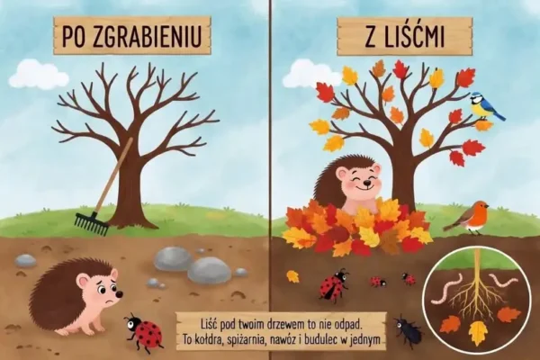 Nie zgrabiaj liści! Jeże z Ustronia Morskiego potrzebują ich do przetrwania zimy